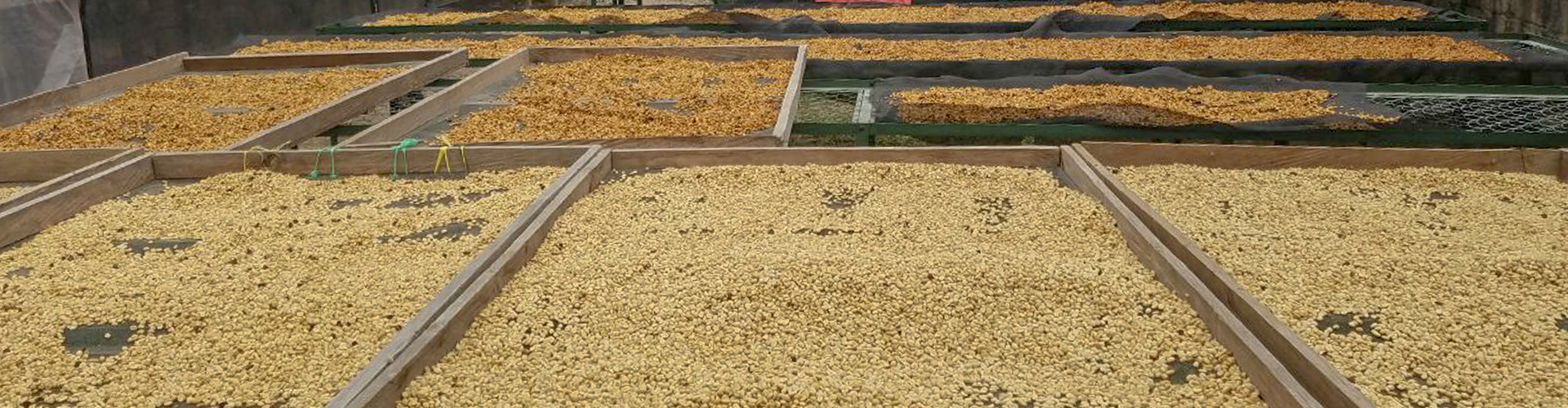 cafeimportshondurasmarcalacpwebalbum-9